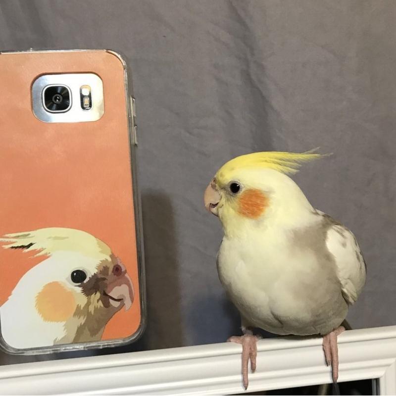 Custom Pet Phone Case (Original)